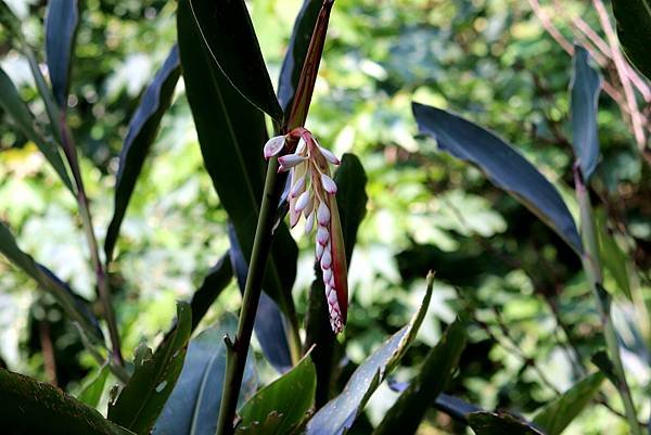 五酒桶山拈花惹草-49.JPG