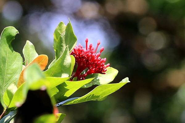 五酒桶山拈花惹草-53.JPG