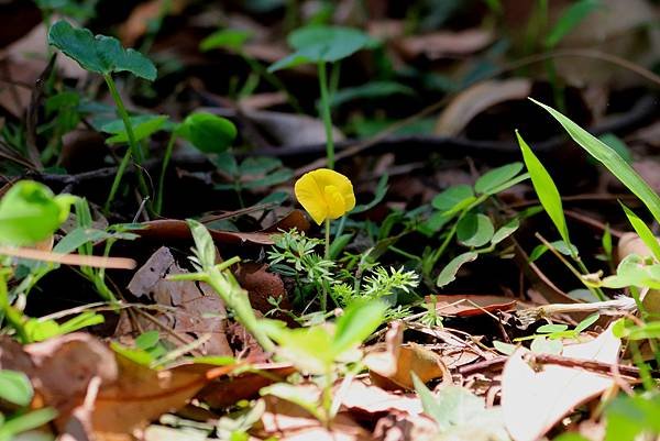 五酒桶山拈花惹草-54.JPG