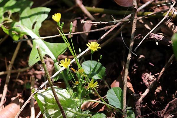 五酒桶山拈花惹草-55.JPG
