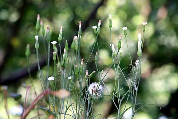 五酒桶山拈花惹草-56.JPG