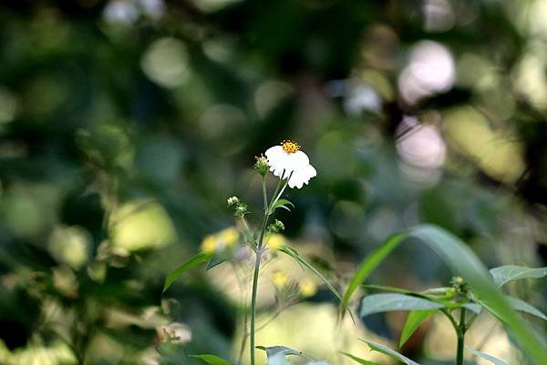 五酒桶山拈花惹草-58.JPG