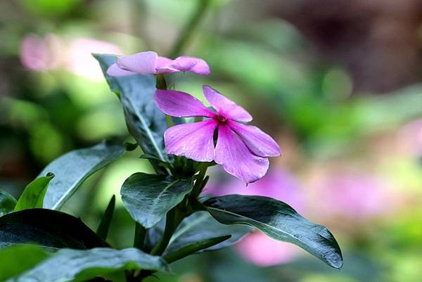 五酒桶山拈花惹草-59.JPG