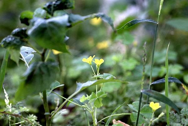 五酒桶山拈花惹草-57.JPG