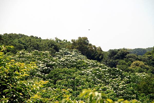 五酒桶山賞桐行-1.JPG