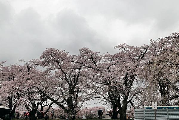 角館賞櫻.JPG