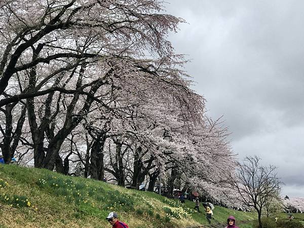 檜木內川賞櫻-9-1.JPG