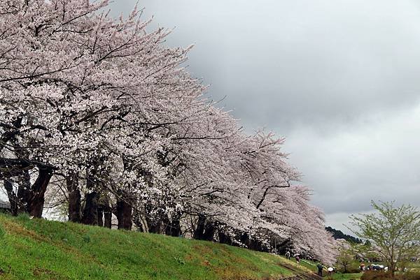 檜木內川賞櫻-9.JPG