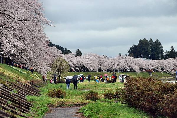 檜木內川賞櫻-12.JPG