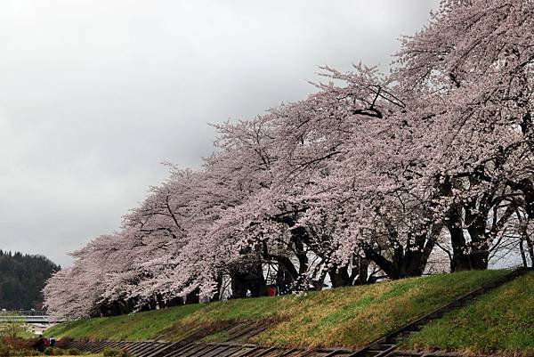 檜木內川賞櫻-21.JPG