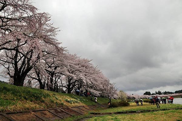 檜木內川賞櫻-23.JPG