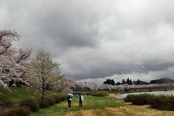 檜木內川賞櫻-24.JPG