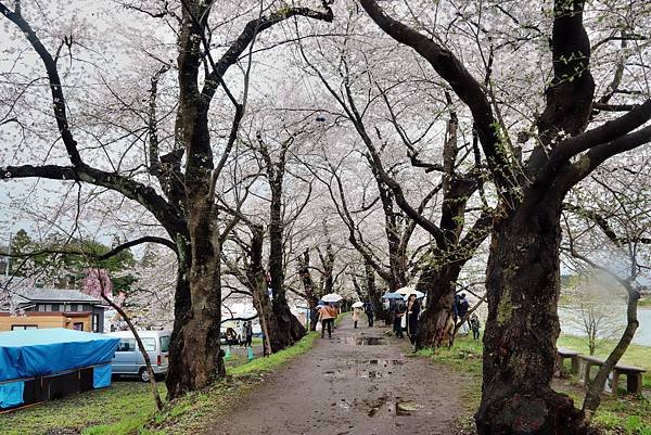 檜木內川賞櫻-26.JPG