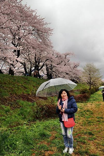 檜木內川賞櫻-35-1.JPG