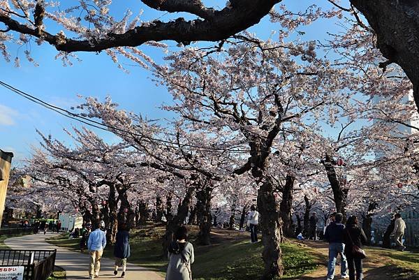 五稜郭公園-13.JPG