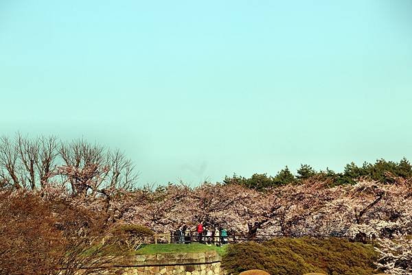 五稜郭公園-27.JPG