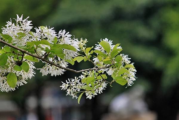 龜山大湖公園之旅-21.JPG