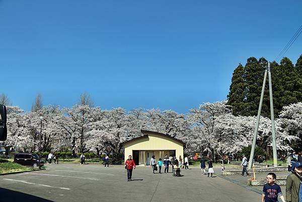 蘆野公園賞櫻.JPG