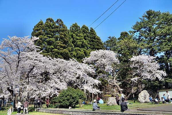 蘆野公園賞櫻-1.JPG