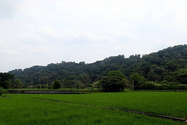 大溪十一指古道踏青.JPG