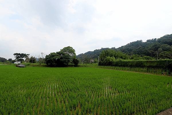 大溪十一指古道踏青-1.JPG