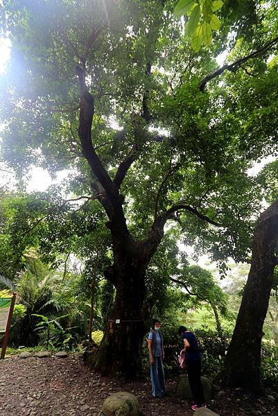 大溪十一指古道踏青-10.JPG