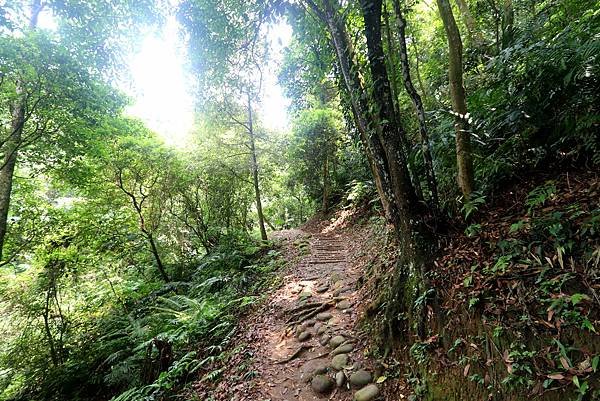 大溪十一指古道踏青-19.JPG
