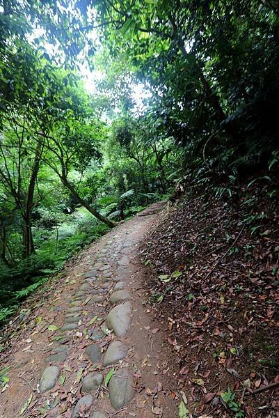 大溪十一指古道踏青-20.JPG