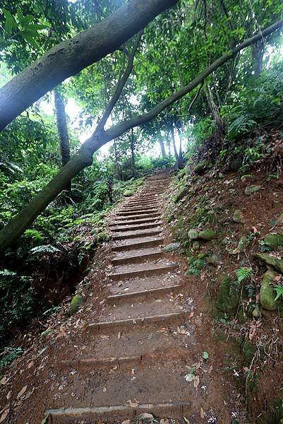 大溪十一指古道踏青-26.JPG