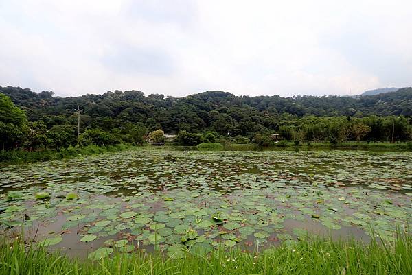 大溪十一指古道踏青-34.JPG