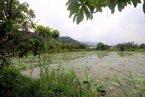 大溪十一指古道踏青-33.JPG