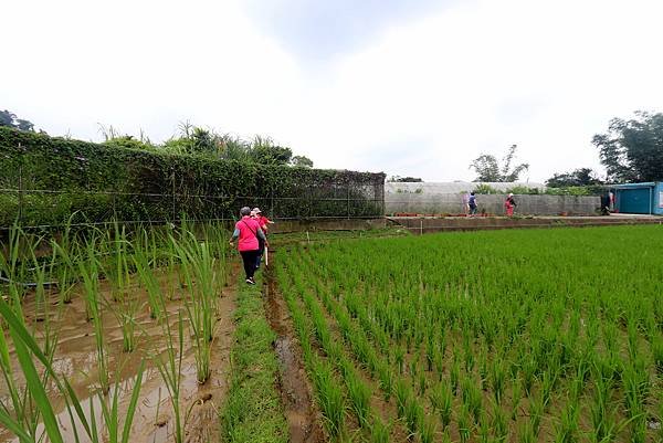 大溪十一指古道踏青-36.JPG