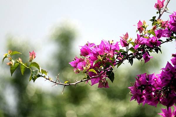 龍潭三坑鐵馬歩道拈花惹草-1.JPG