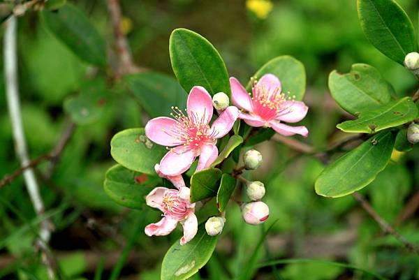 龍潭三坑鐵馬歩道拈花惹草-5.JPG