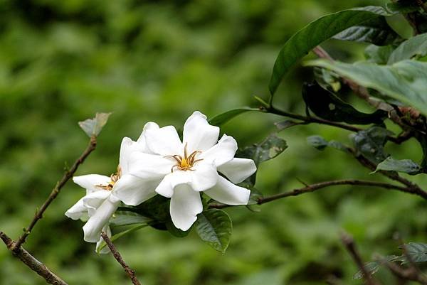 龍潭三坑鐵馬歩道拈花惹草-11.JPG