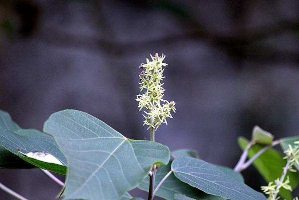 龍潭三坑鐵馬歩道拈花惹草-14.JPG