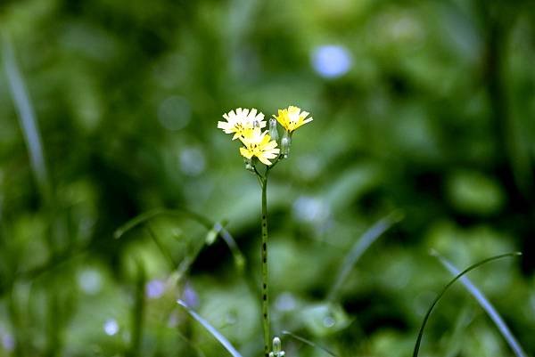 龍潭三坑鐵馬歩道拈花惹草-18.JPG