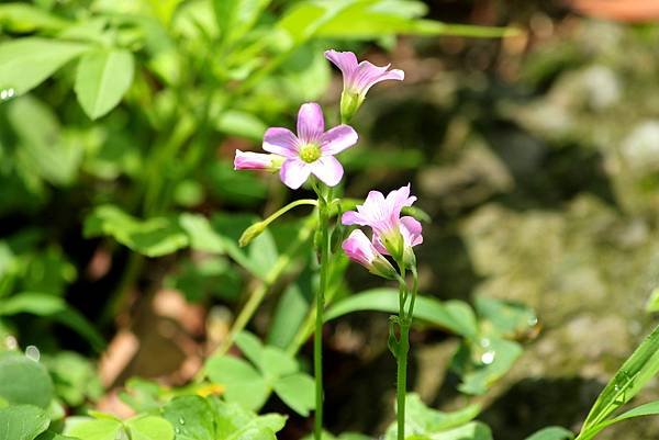 龍潭三坑鐵馬歩道拈花惹草-22.JPG