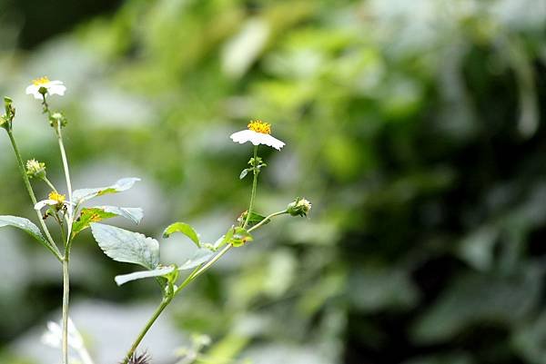 龍潭三坑鐵馬歩道拈花惹草-45.JPG