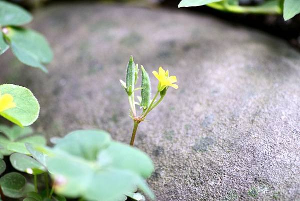 龍潭三坑鐵馬歩道拈花惹草-46.JPG