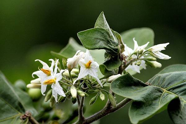 龍潭三坑鐵馬歩道拈花惹草-50.JPG