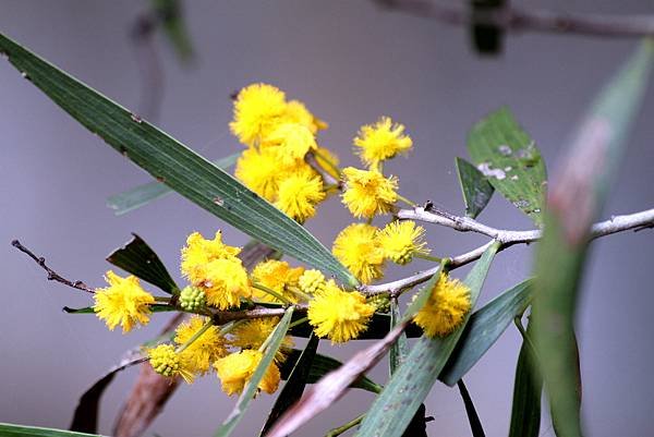 龍潭三坑鐵馬歩道拈花惹草-54.JPG