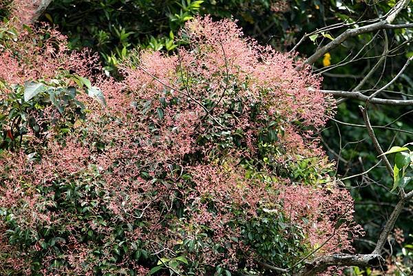 龍潭三坑鐵馬歩道拈花惹草-55.JPG