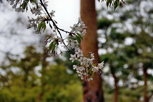 信州花博-58.JPG