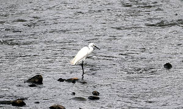 南崁溪畔鳥事-19.JPG