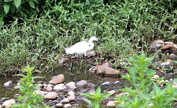 南崁溪畔鳥事-29.JPG