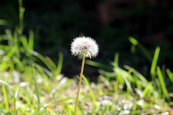 南崁溪畔拈花惹草-18.JPG