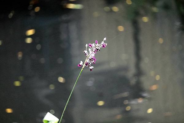河濱公園拈花惹草-22.JPG