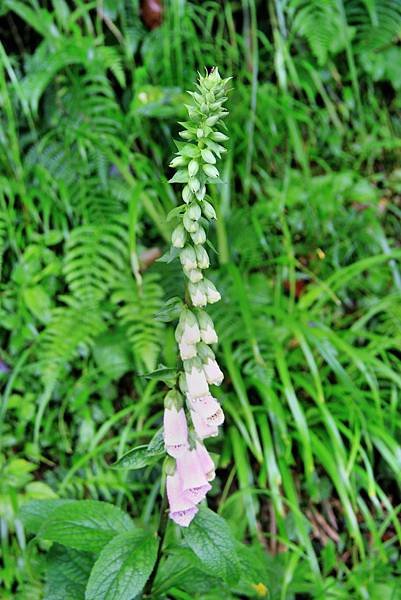 太平山拈花惹草-1.JPG