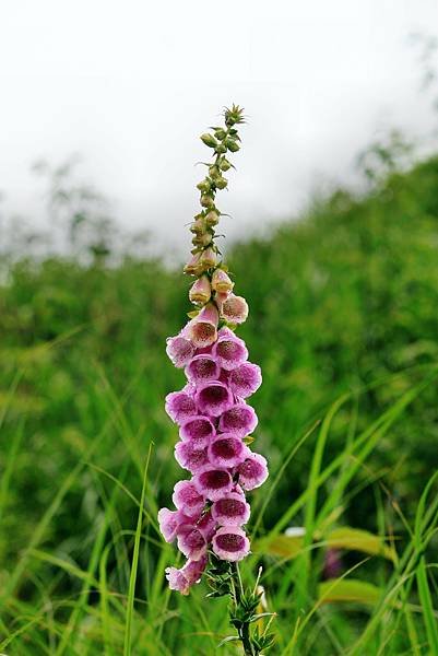 太平山拈花惹草-6.JPG